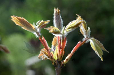 acer_griseum_011.jpg