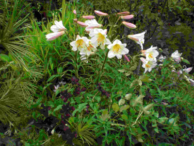 GP_Aster_Lilium_2011e.jpg
