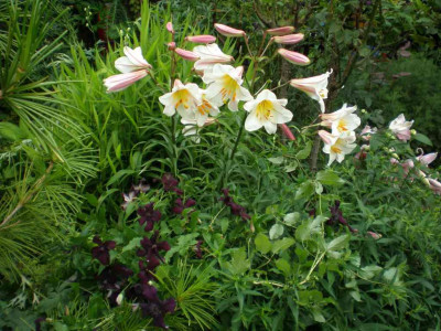 GP_Lilium_Aster_2011e.jpg