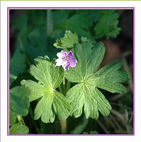 Geranium_Gassi_01-05-05.jpg