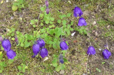 Campanula_pulloides_kl_006.jpg