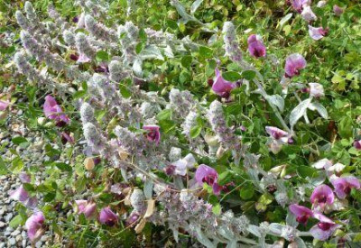 Stachys_byzantina_und_Wicken_P10101801.jpg
