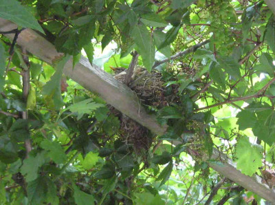 amsel_brutet.jpg