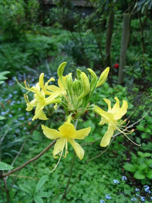 Rhododendron_luteum_Hortu.jpg