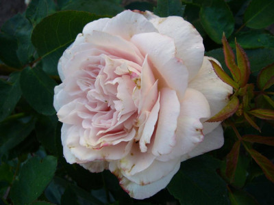 P1010642_Large.JPG