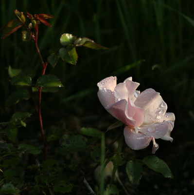 sommerpoesie01-pur.jpg