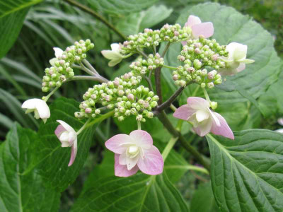 Hydrangea_macrophylla_Shamrock_800x600.JPG