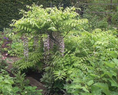 Wisterienbonsai.jpg