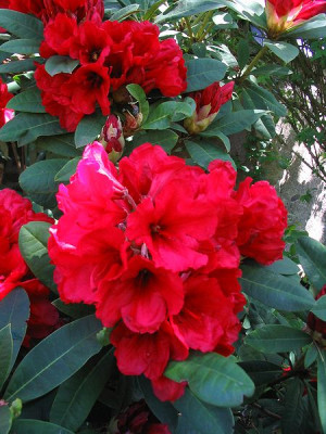 Rhododendron_Unbenannt_Hortu.jpg