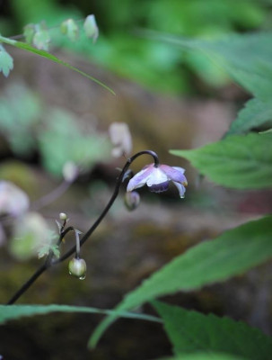 Anemonopsis_macrophylla_.jpg