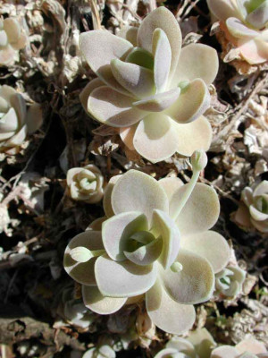 Orostachys_iwarenge.jpg