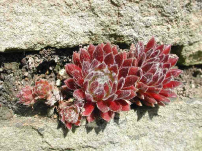 Eines_der_vielen_Sempervivum.jpg