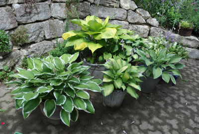 Hosta_0011__7811.jpg