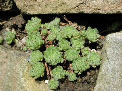 Sempervivum_pittonii.jpg