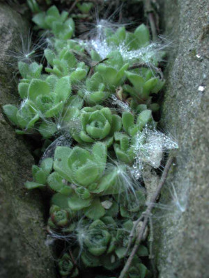 Crassula_milfordiae.jpg