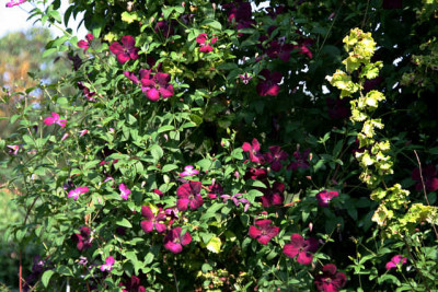 Cl.vit.Royal_Velour0611.jpg