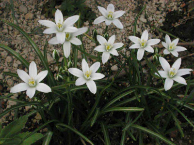 Ornithogalum_umbellatum-Horst.jpg