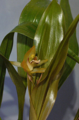 Coelogyne_monilirachis_x_lentiginosa_900x900_80KB.jpg