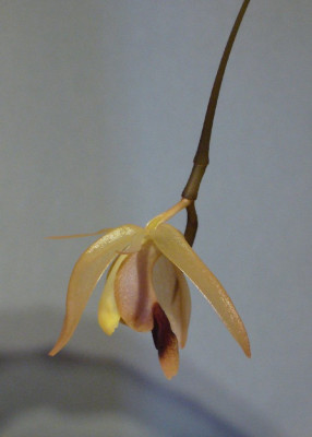 Coelogyne_Pocahontas_900x900_80KB.jpg