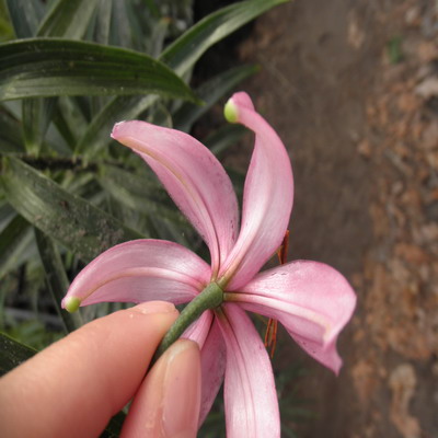 a1111.jpg