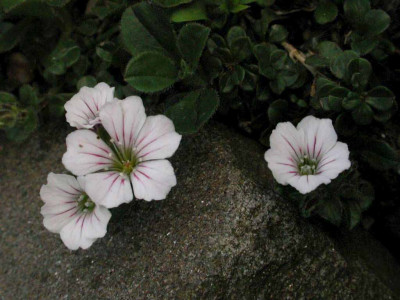 Gypsophila_cerastioides.jpg