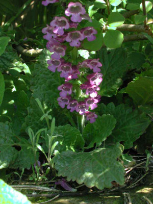 Hormium_pyrenaicum.jpg