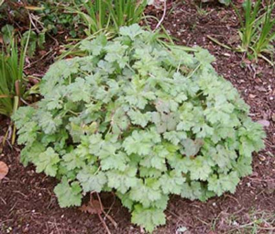 Geranium_Spring.jpg