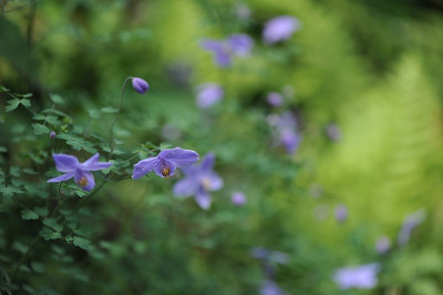 Thalictrum_diffusiflorum.jpg