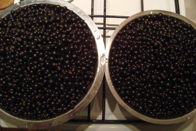 schwarze-johanna_2011.jpg