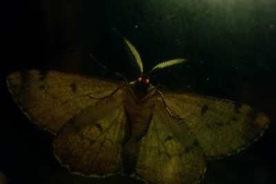 vampirflatterer_201106_zg.jpg