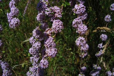 schweiz_2011_merianpark_buddleia-alternifolia.jpg