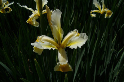 schweiz_2011_merianpark_iris-spuria4.jpg