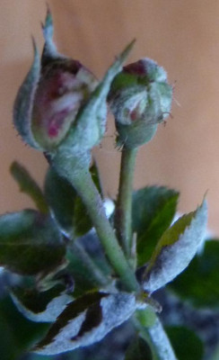 FDxCrep11_02.JPG