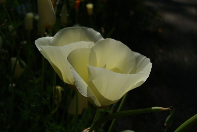 schweiz_2011_merianpark_escholtzia.jpg
