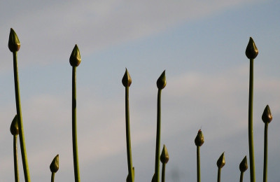 comp_Agapanthus_Graskop04.jpg