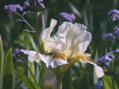 Iris_barbata_nana_Oliver_1002.jpg