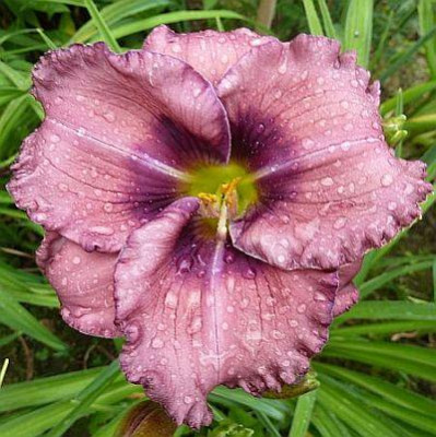 Lavender_Blue_Baby_P10105443.jpg