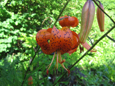 Lilium_davidii_110629.jpg