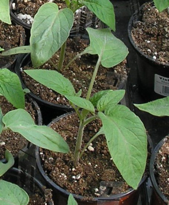 kartoffelblaettrige_tomate_p4150669.jpg
