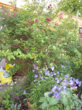 26-06-2011beet2.jpg
