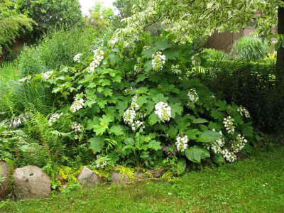 H_quercifolia_800x600.jpg
