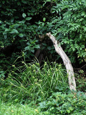 carexgrayi-inthewild.jpg