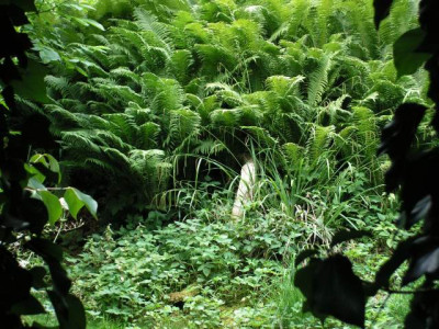 carexpendula-inthewild.jpg