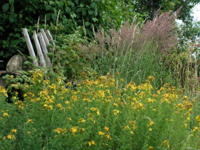 hypericum2.jpg