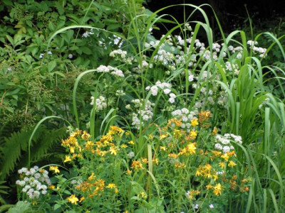 hypericum4.jpg