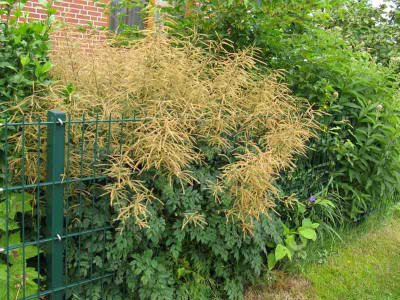 Aruncus_Johannisfest_800x600.jpg