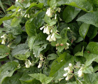 Symphytum_grandiflorum002.jpg