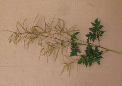 Aruncus_Johannisfest_Blutenstand_800x600.jpg