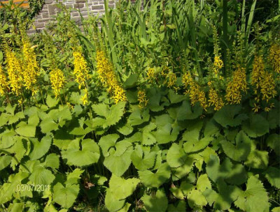 Ligularia-stenocephala-0307.jpg
