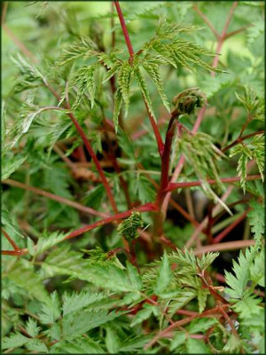 Aruncus_Woldemar_Meyer.JPG